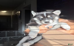 Siberian Husky dogs for sale: Girl Puppy - Image 4