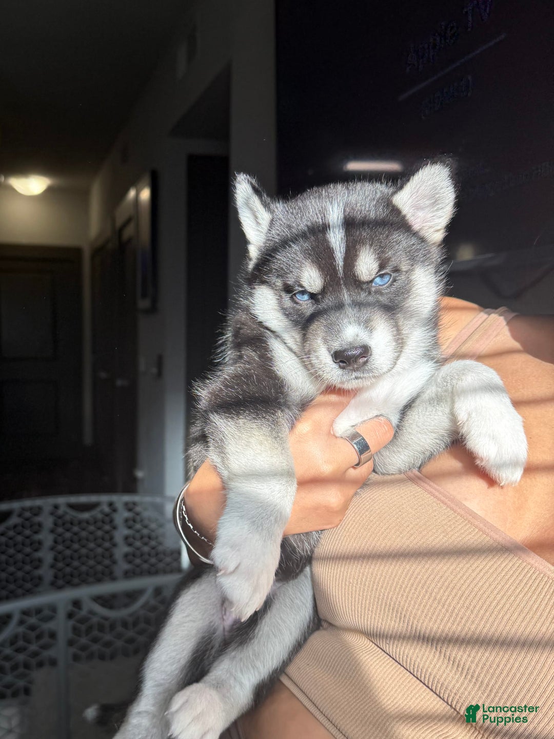 Siberian Husky dogs for sale: Girl Puppy - Image 4