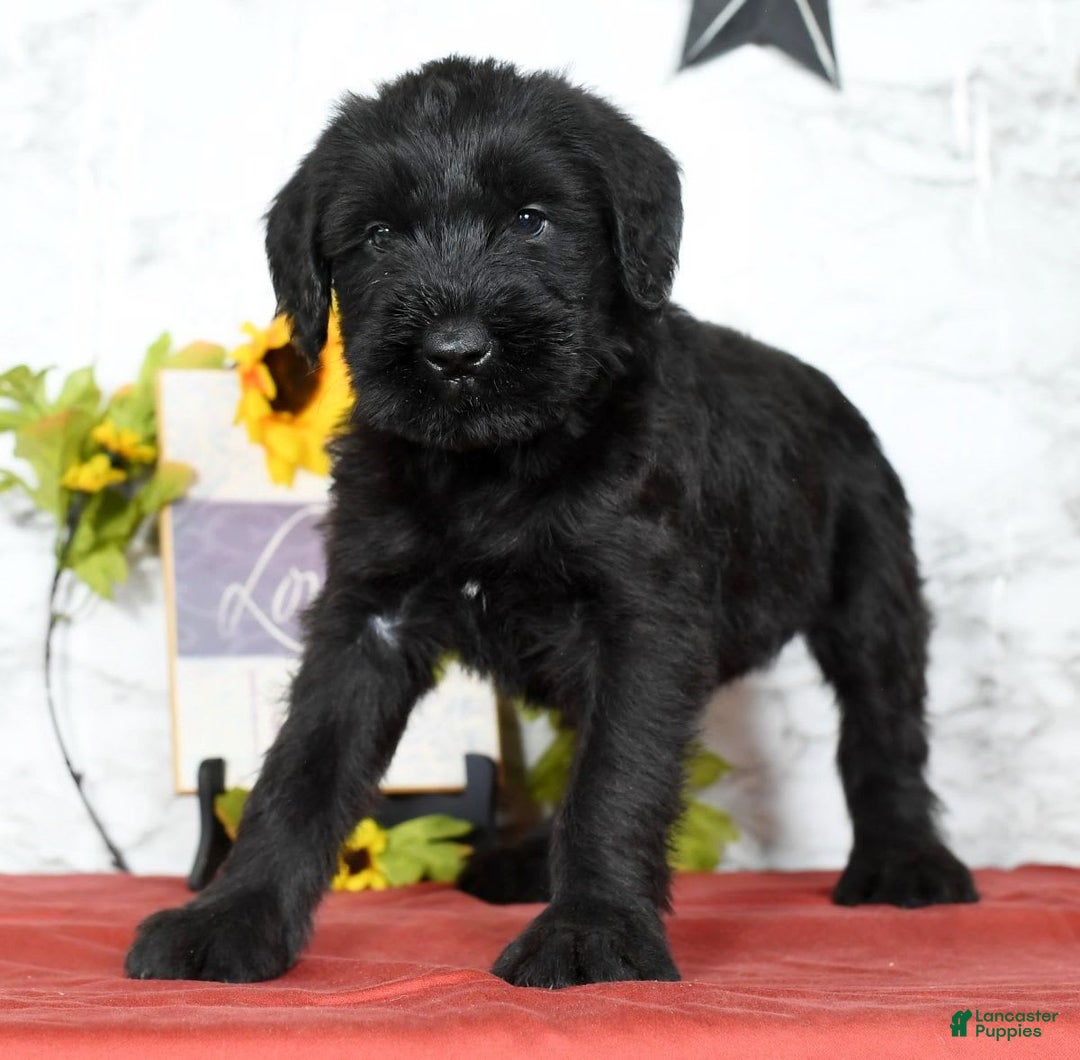 Giant Schnauzer dogs for sale: Teresa Giant - Image 1
