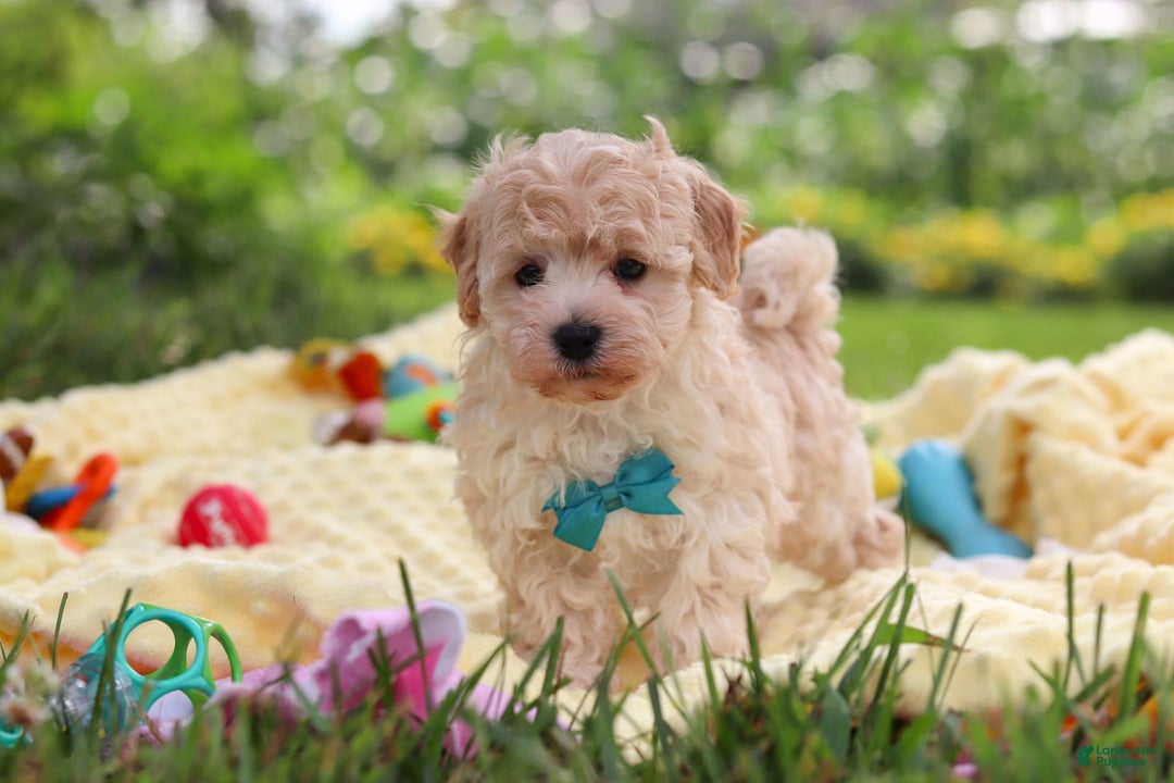 Havapoo dogs for sale: Mickey - Image 7