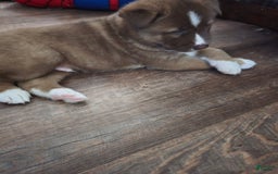 Akita dogs for sale: Puppy - Image 6