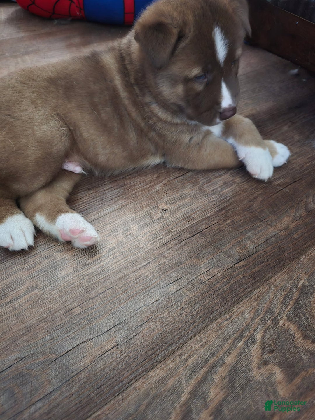 Akita dogs for sale: Puppy - Image 6