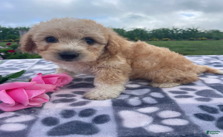 Yorkiepoo dogs - Advert 13
