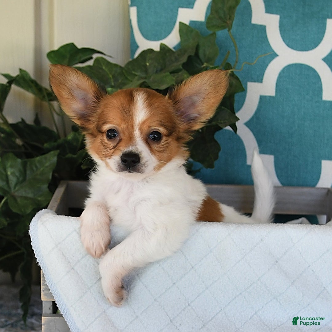 Papillon dogs for sale: Bailey - Image 3