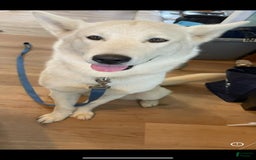 Siberian Husky dogs for sale: Toronto - Image 18
