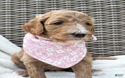 Goldendoodle dogs for sale: Virginia - Image 19