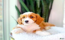 Cavapoo dogs for sale: Yahtzee - Image 8