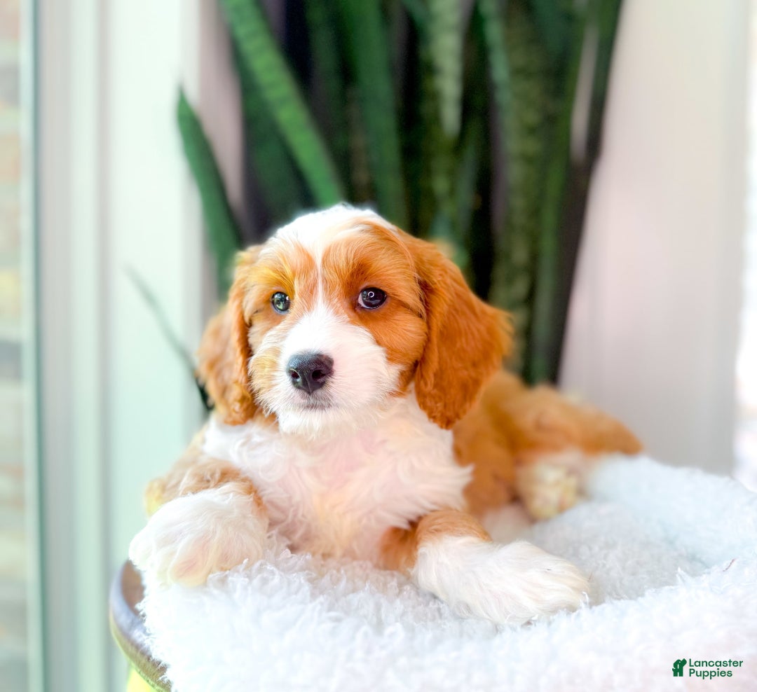 Cavapoo dogs for sale: Yahtzee - Image 8