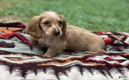 Miniature Dachshund dogs for sale: Sugar - Image 4