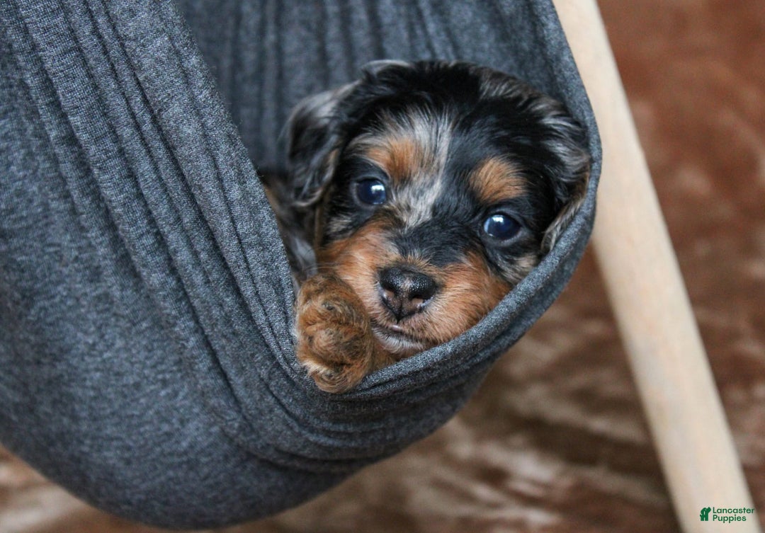 Cavapoo dogs for sale: Truffles - Image 1