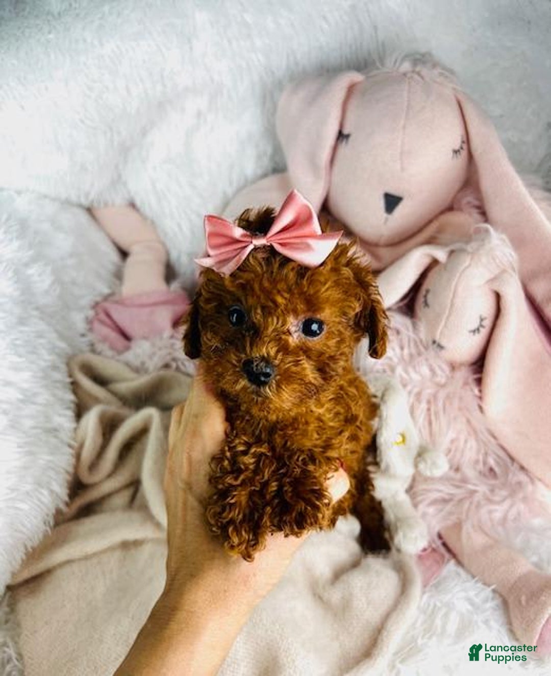 Toy Poodle dogs for sale: Pammy - Image 2