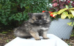 Pomeranian dogs for sale: Cooper - Image 2