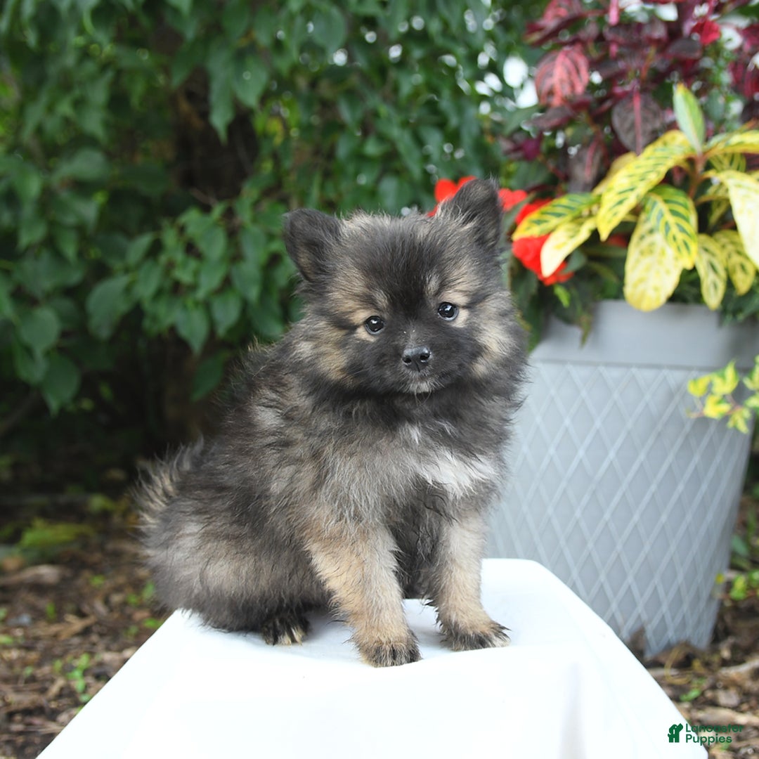 Pomeranian dogs for sale: Cooper - Image 2
