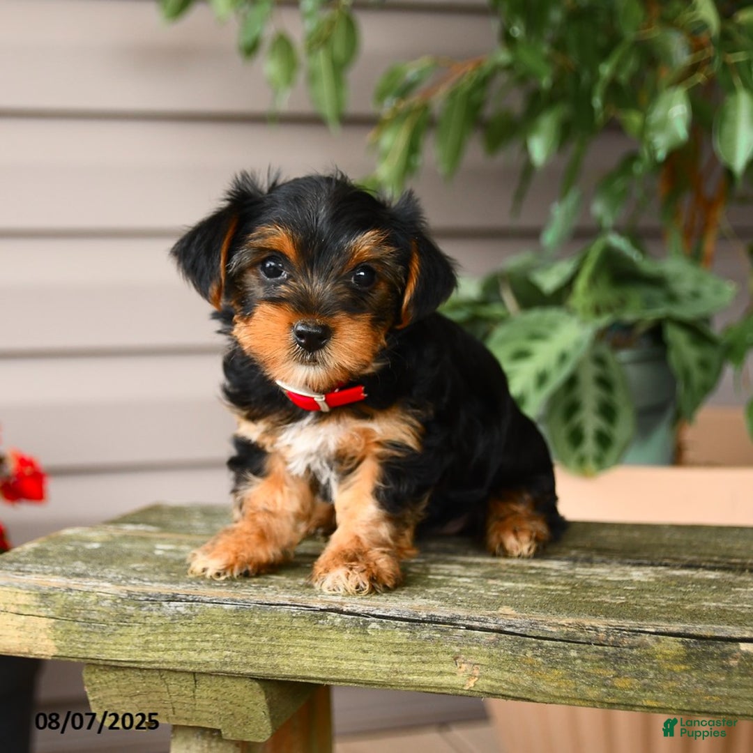 Yorkshire Terrier dogs for sale: Yorkshire Terrier 5 puppies - Image 19