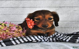 Miniature Dachshund dogs for sale: Miniature Dachshund 5 puppies - Image 6