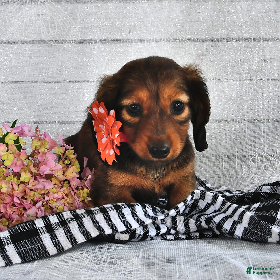 Miniature Dachshund dogs for sale: Miniature Dachshund 5 puppies - Image 6
