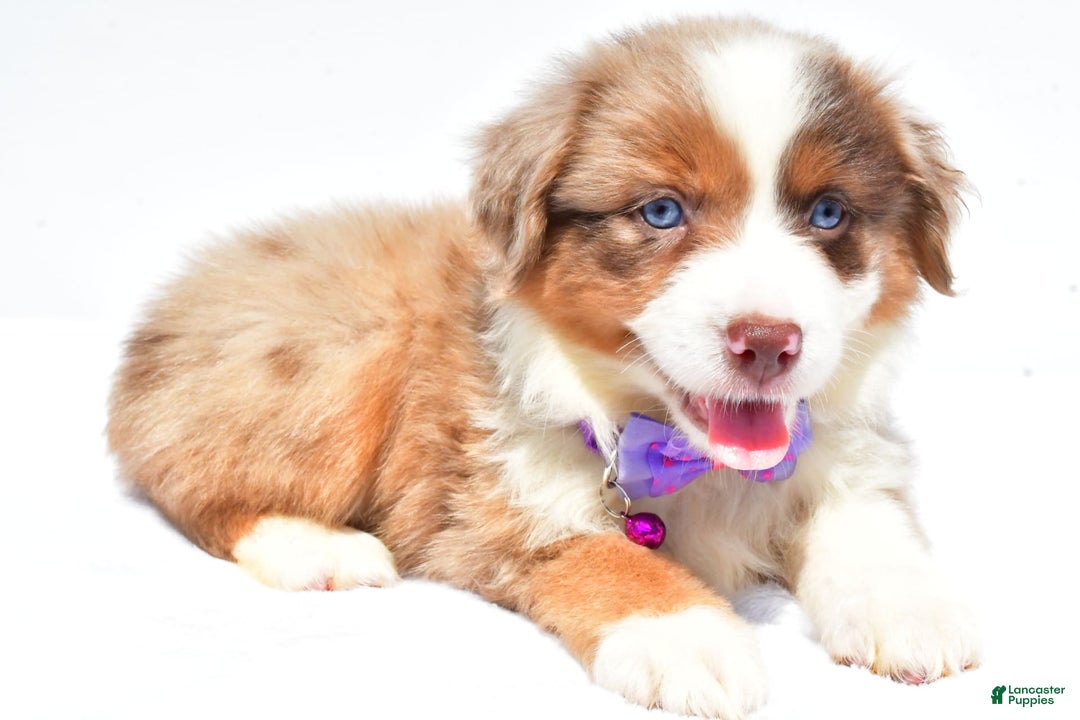 Miniature Australian Shepherd dogs for sale: Jane - Image 5