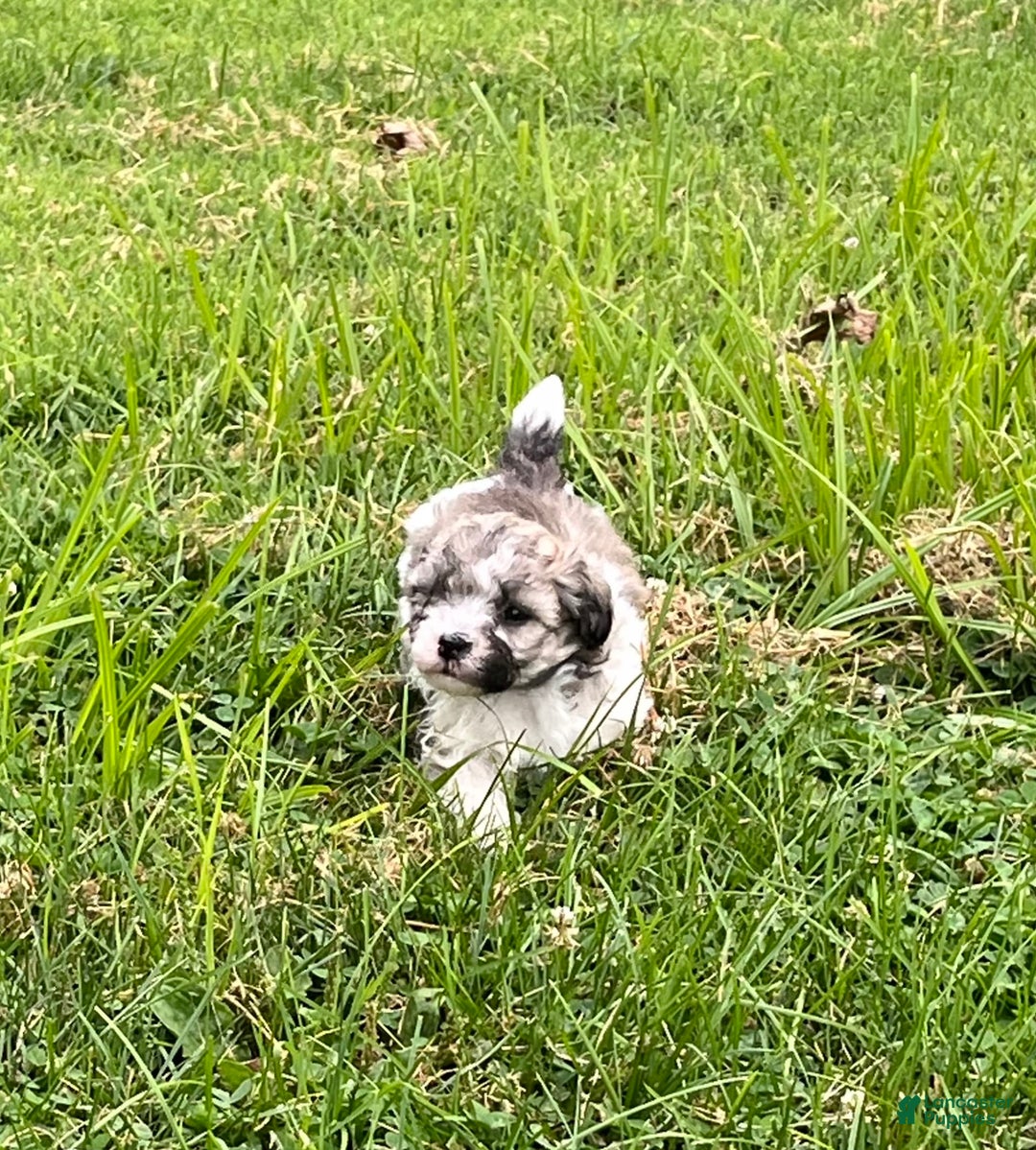 Maltipoo dogs for sale: Baxter - Image 5