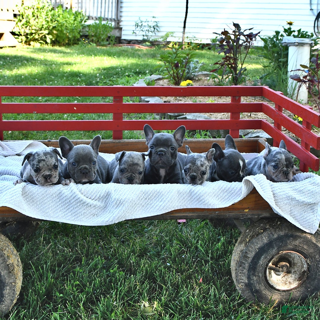 French Bulldog dogs for sale: Half And Half - Image 8