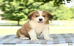 Great Pyrenees dogs for sale: Larry - Image 3