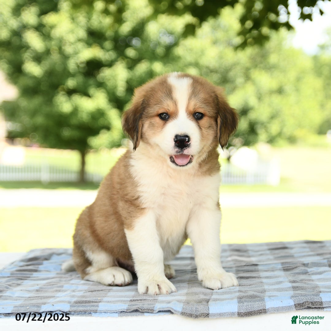 Great Pyrenees dogs for sale: Larry - Image 3