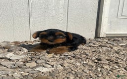 Yorkshire Terrier dogs for sale: Malcolm - Image 2