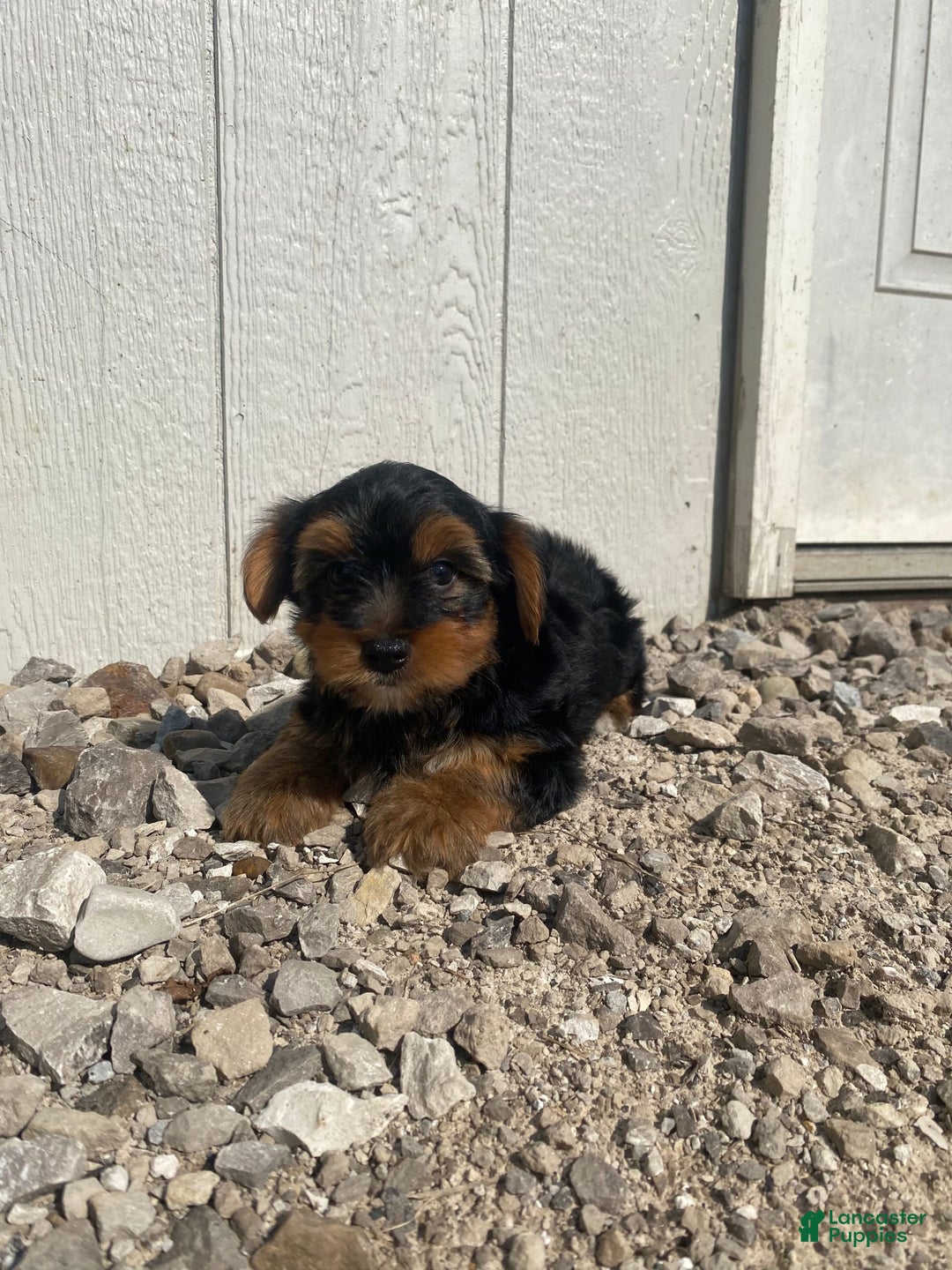 Yorkshire Terrier dogs for sale: Malcolm - Image 2