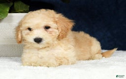 Bichpoo dogs for sale: Kip - Image 3