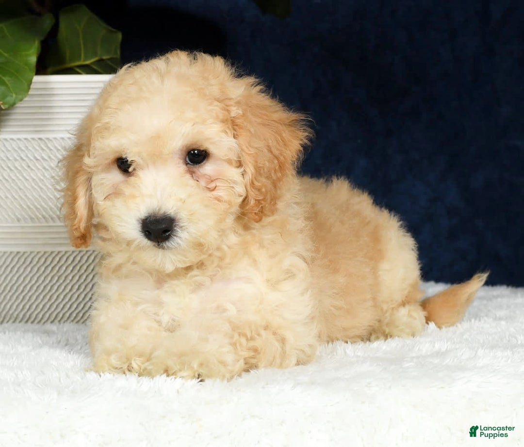 Bichpoo dogs for sale: Kip - Image 3