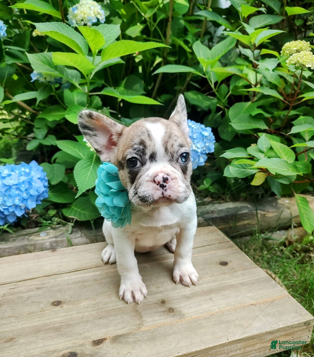 French Bulldog dogs for sale: Athena Akc - Image 48