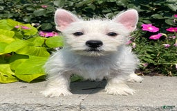 West Highland Terrier dogs for sale: Wynona - Image 3