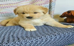 Goberian dogs for sale: Hotdog - Image 1