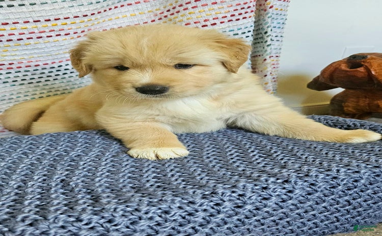 Goberian dogs for sale - Ad 1
