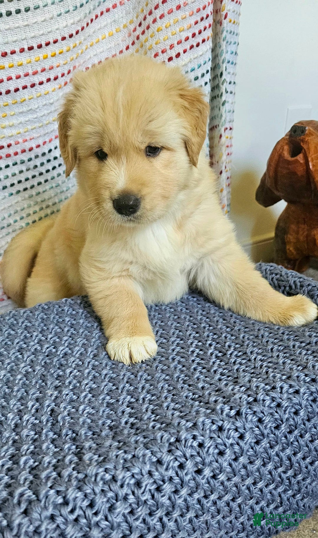 Goberian dogs for sale: Hotdog - Image 1