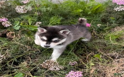 Alaskan Klee Kai dogs for sale: Blue Adam - Image 6