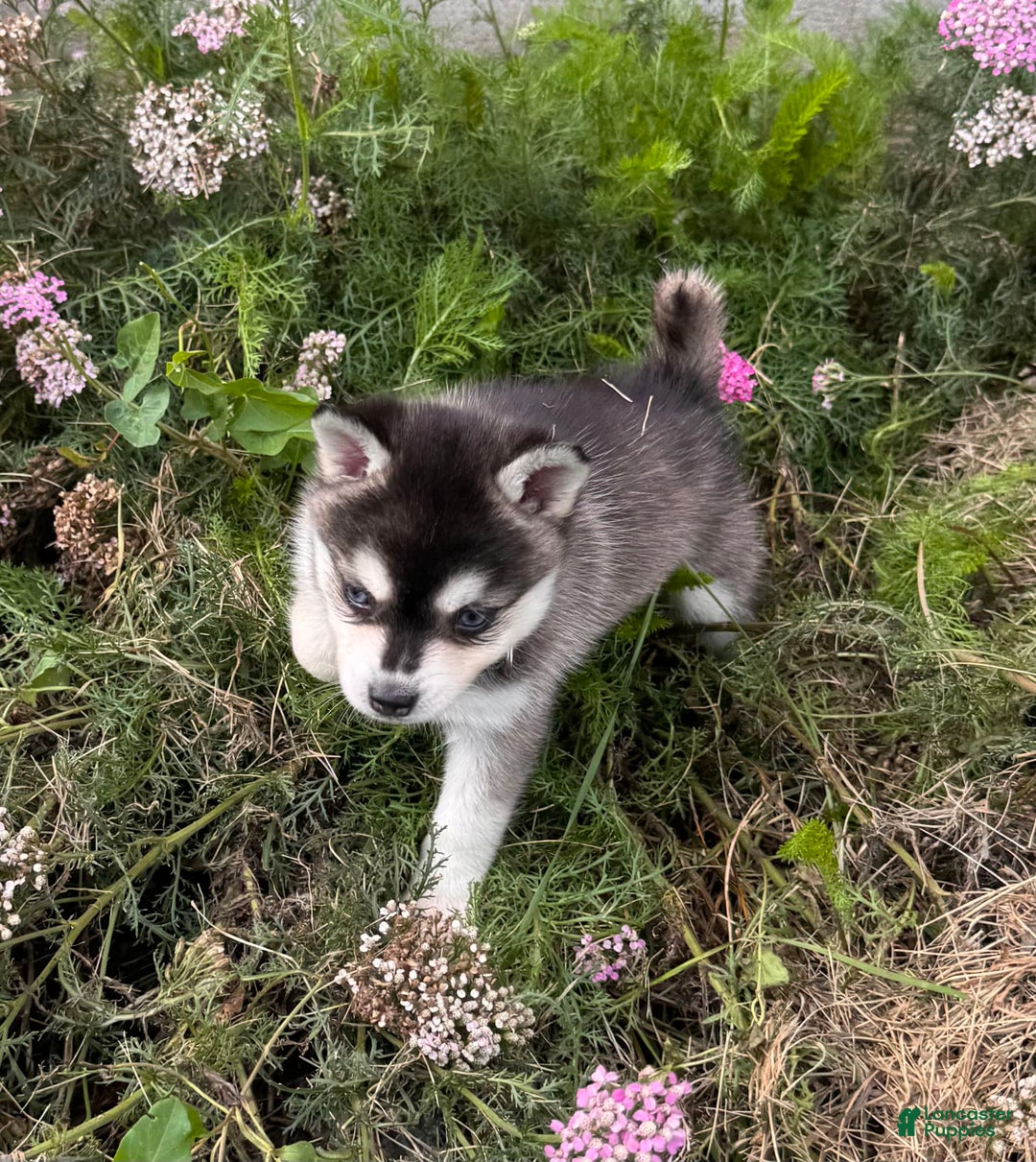 Alaskan Klee Kai dogs for sale: Blue Adam - Image 6