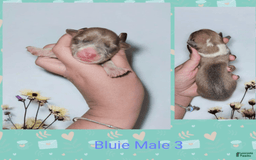 Welsh Corgi Pembroke dogs for sale: Welsh Corgi (Pembroke) 7 puppies - Image 1