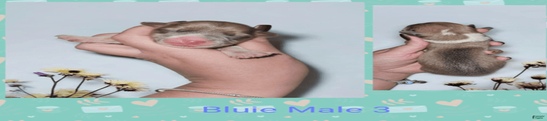Bluie Male 3