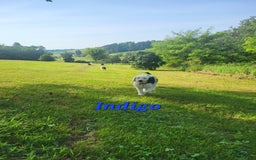 Old English Sheepdog dogs for sale: Indigo - Image 3