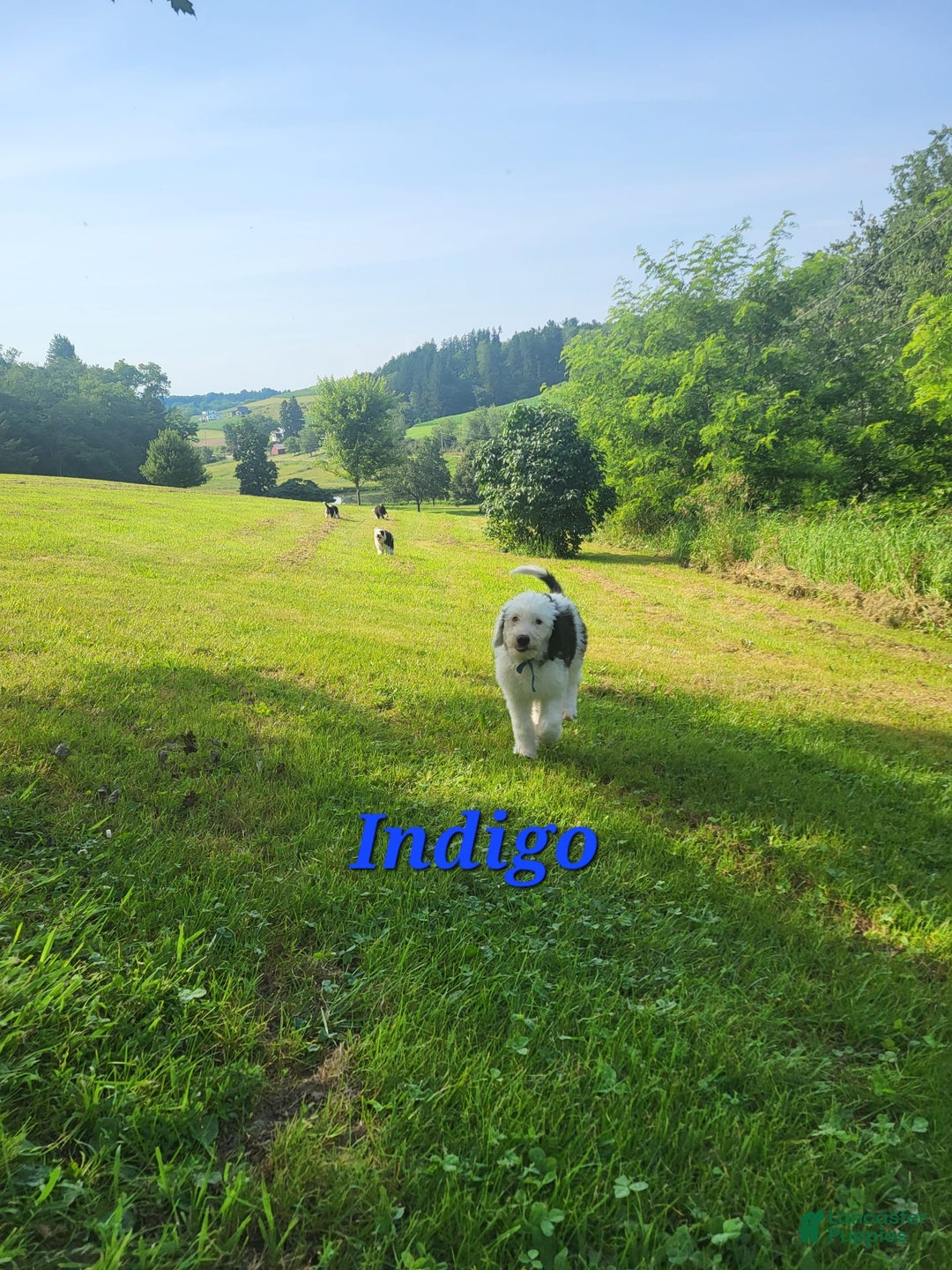 Old English Sheepdog dogs for sale: Indigo - Image 3