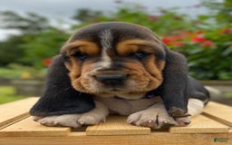 Basset Hound dogs for sale: Sadie - Image 1