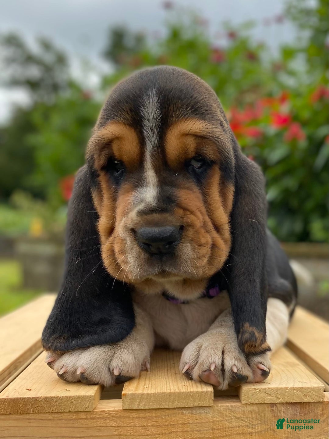 Basset Hound dogs for sale: Sadie - Image 1