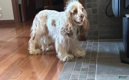Cocker Spaniel dogs for sale: Freckles - Image 5