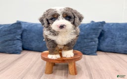 Mini Bernedoodle dogs for sale: Ringo - Image 2