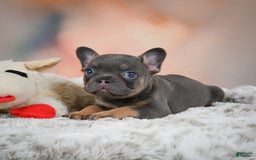 French Bulldog dogs for sale: Miles - Image 8