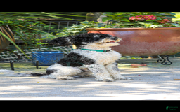 Cavapoo dogs for sale: Earl - Image 3