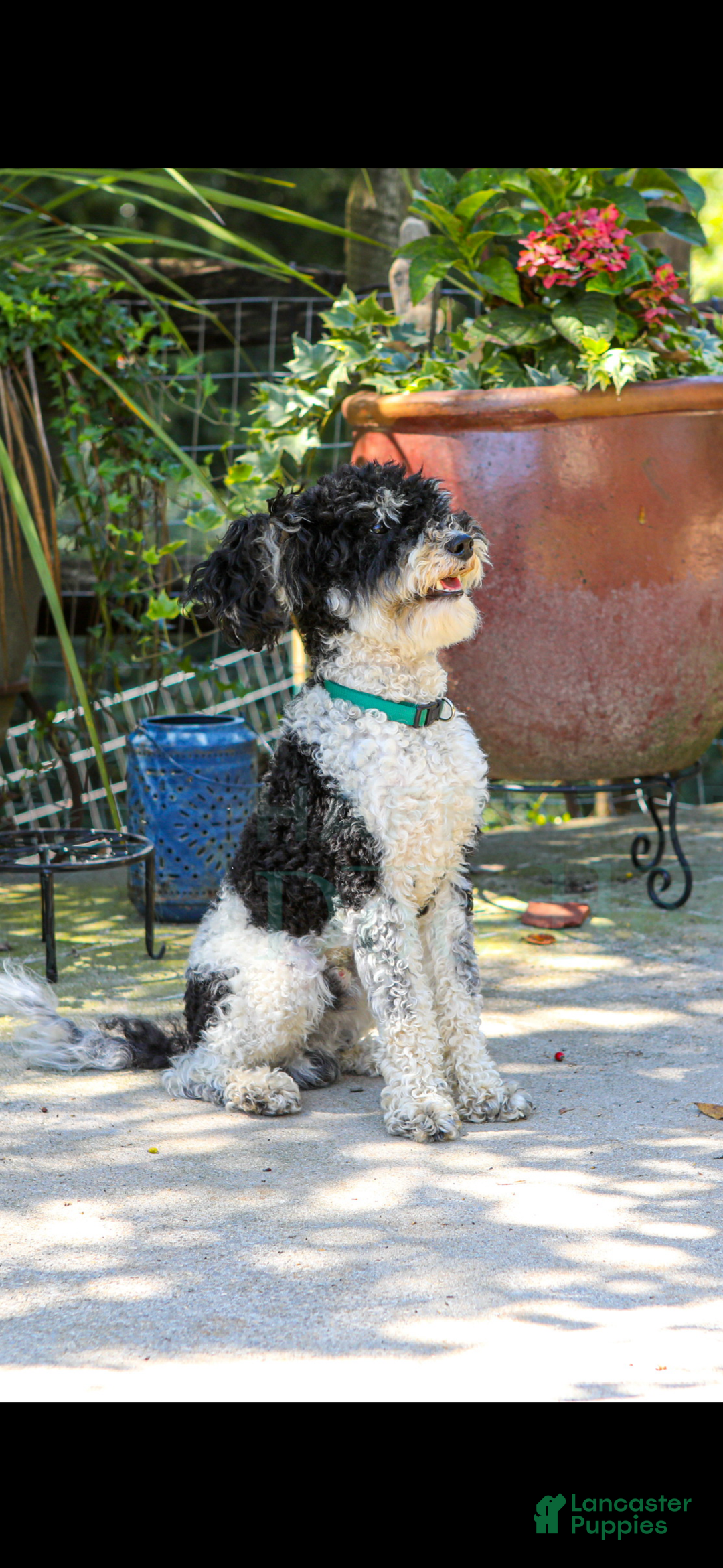 Cavapoo dogs for sale: Earl - Image 3