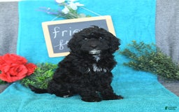 Miniature Poodle dogs for sale: Ophelia - Image 27