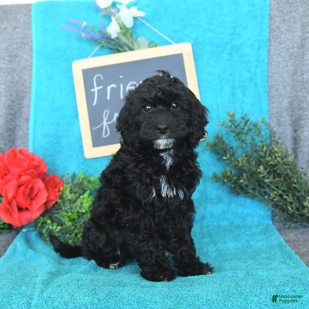 Miniature Poodle dogs for sale: Ophelia - Image 27
