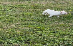 French Bulldog dogs for sale: Rhea - Image 1